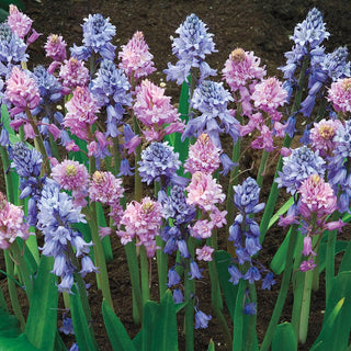 Spanish Blue and Pink Bells Mixture Seeds